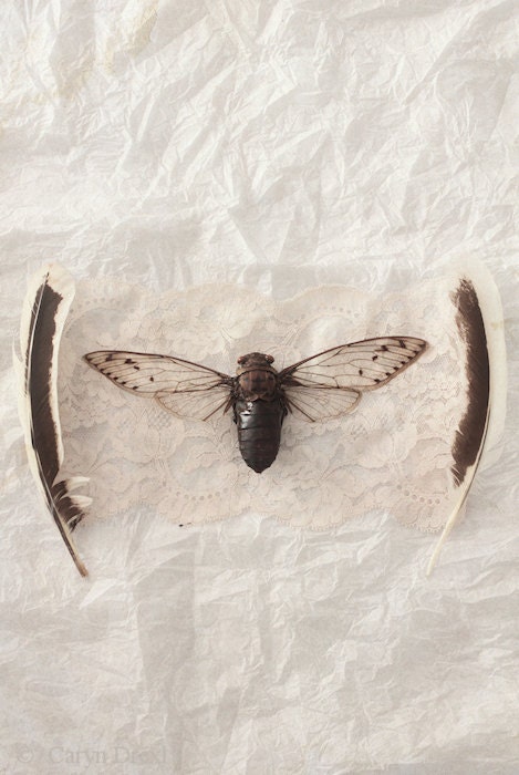 P.S. - FREE SHIPPING - Still Life Print Dead Cicada Bug Insect Wings Feathers White Brown Tissue Paper Creepy Surreal Nature