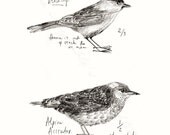 Birdwatching PRINT .. Blackcap and Alpine Accentor .. Field Notes on British Birds series