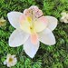 Peach and White Sparkle Orchid Hair Accessorie