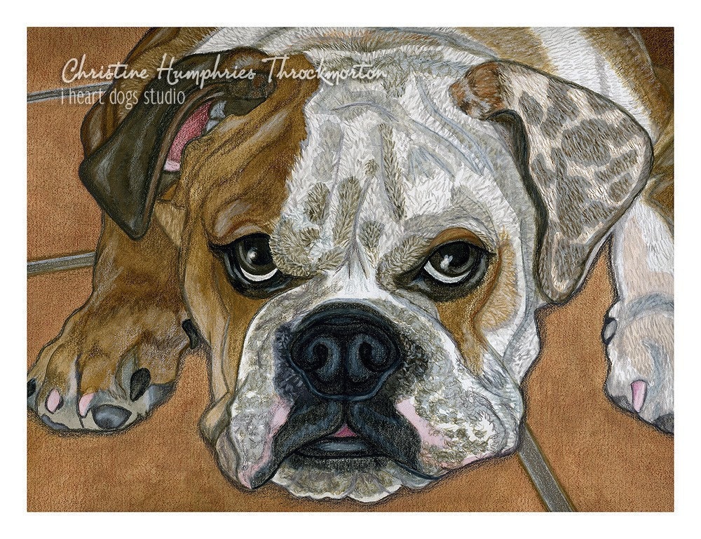 ORIGINAL PAINTING: Bulldog original 12x9 watercolor / colored pencil painting