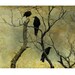 Crows Photograph, Silver Halide Crow Print, Ravens Fine Art Print - I know a secret