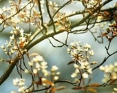 tree photography, bathroom wall art, bathroom decor, spring decor, spring blossoms,  Blue Gray Decor - Intimate Beginnings