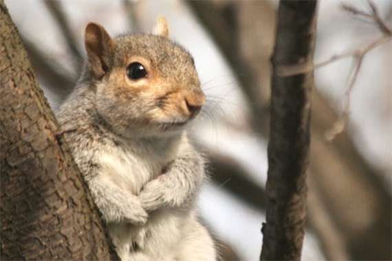 Squirrel Photo, animal photography, Woodland Nursey print, nursery wall art, kid's room decor, squirrel print - The Heart Warmer, 4x6