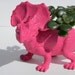 Dinosaur Planter Bright Pink Succulent Planter Triceratop