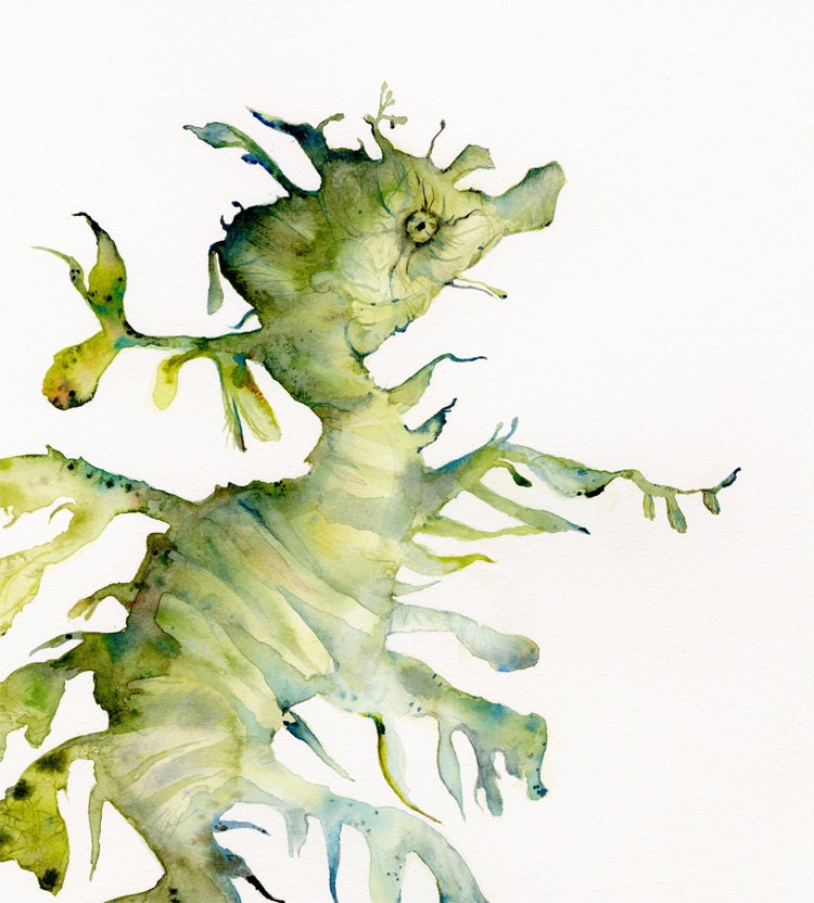 Leafy Sea Dragon - archival print