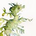 Leafy Sea Dragon - archival print