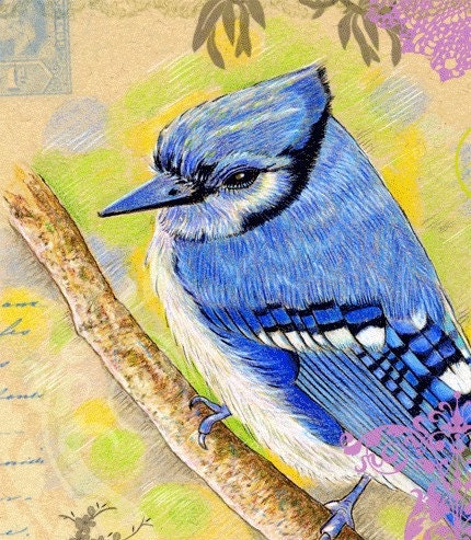 Greeting Card Art Blue Jay