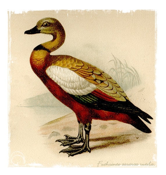 Vintage Print Wildlife Duck Retro Upcycled Art by buffalogirls