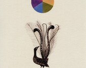 The Amazing Lyrebird (Open Edition Print)