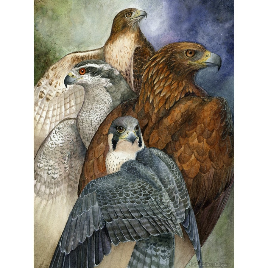 Four North American Raptors - Print