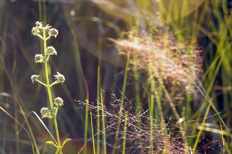 Beauty in the Swamp, Everglades 11x17 Fine Art Photograph, Dreamy