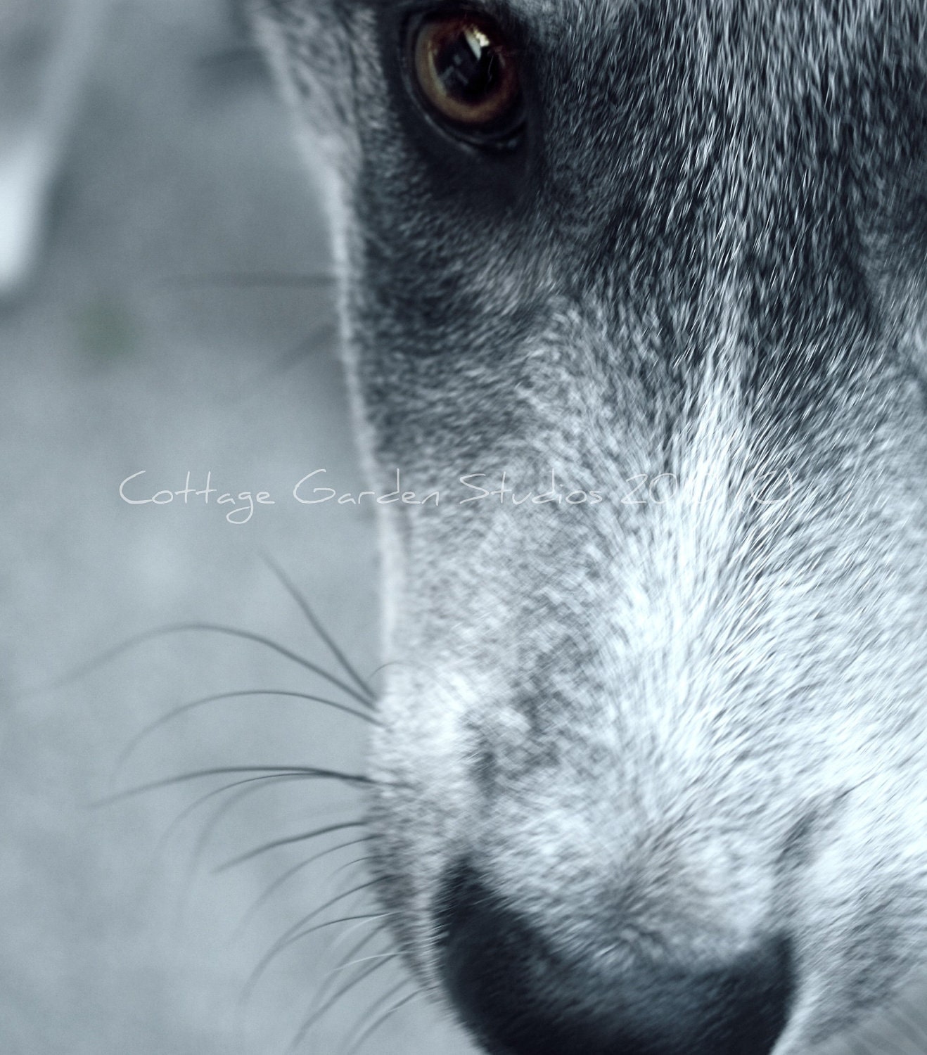 Wolf Photography,Portrait,  Macro, Pup, Black and White