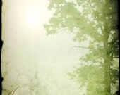 landscape photography tree green mist fog home decor 8x12 fine art photography office decor gift