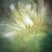 nature photography daisy fine art photography print green ghostly 10x15 home decor nursery decor