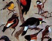 Vintage 1926 Color Lithograph Western Birds Allan Brooks Illustrator