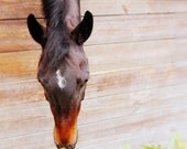 Nature Photography Horse Photography Fine Art Horse Print Pollen Nose