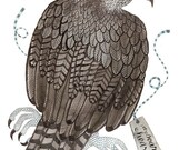 falcon bird art original watercolor painting