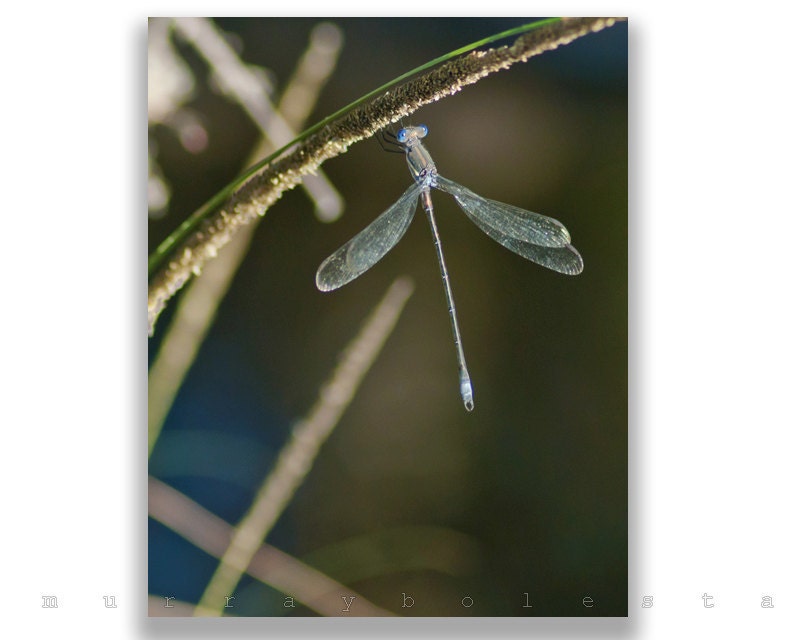 Insect Art, Emerald Green, Photograph, Damselfly, Dragonfly, Fine Art Photograph, 8x10