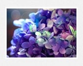 Flower Photography, blue, purple, hydrangea, lens flares, Blue Hydrangea nature fine art photography print 8x12 - moonlightphotography