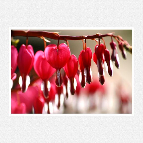 Flower Photography, pink, white, More Bleeding Hearts, nature fine art photography print 8x12 mother's day