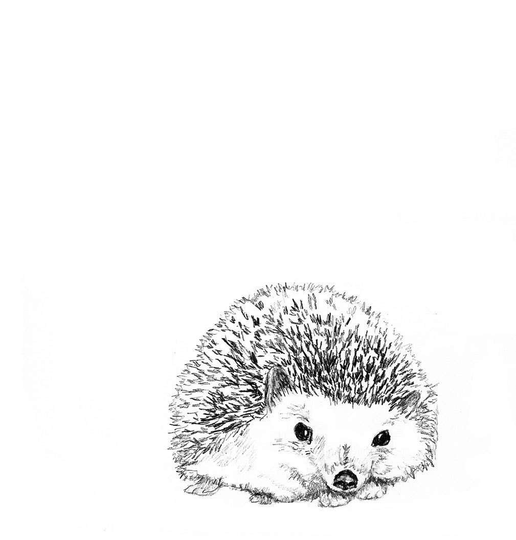 Hedgehog Illustration - Hedgie in Black and White - Hedgehog Art