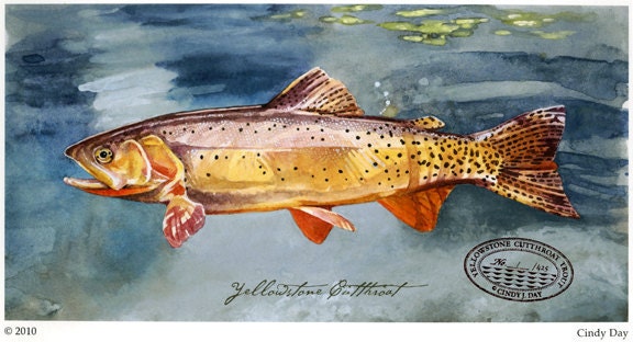 Yellowstone Cutthroat Trout Giclée Print