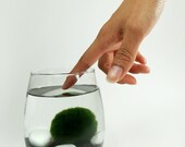 Marimo Pet in the Midnight Sea
