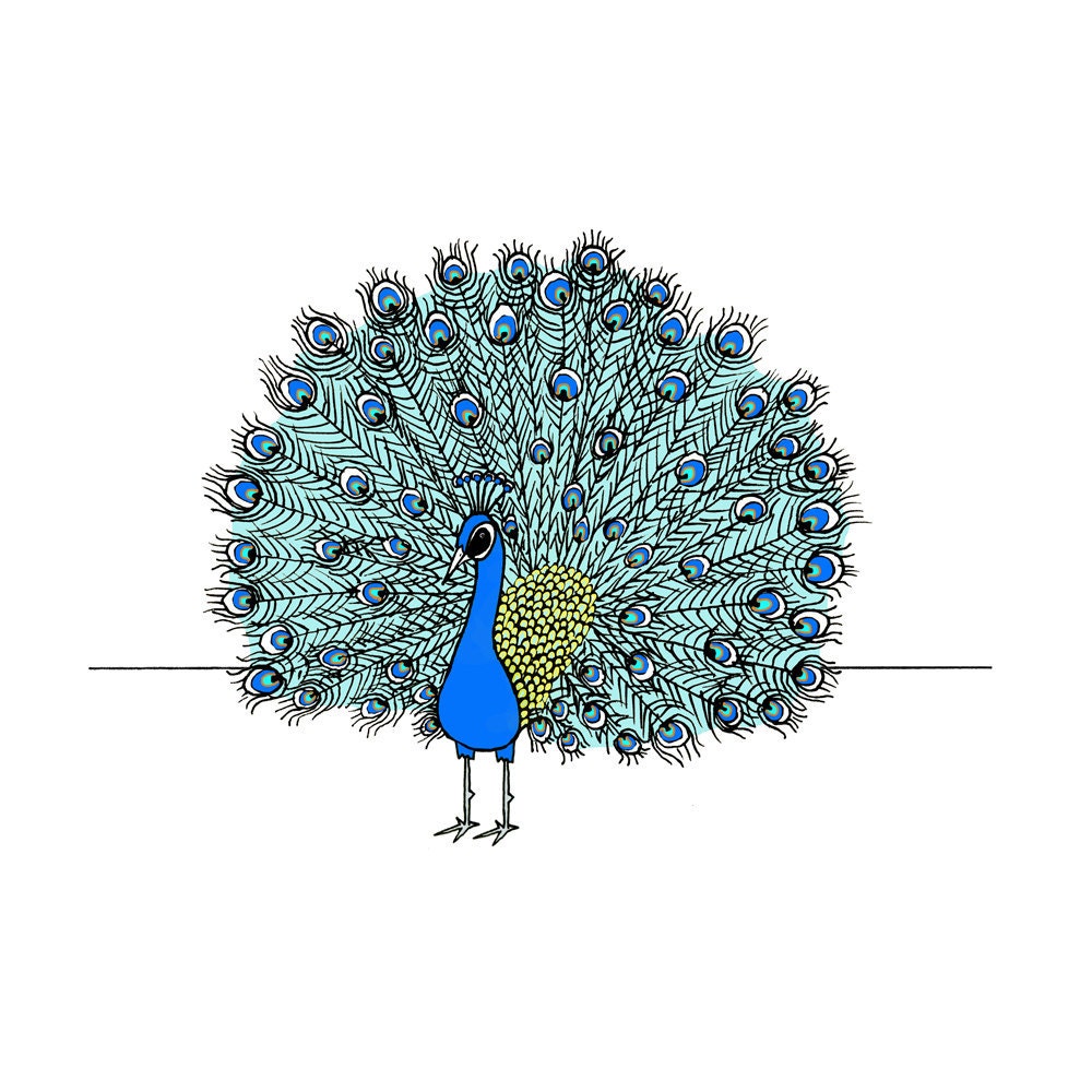 Peacock print. Pen and ink peacock drawing.