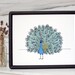 Peacock print. Pen and ink peacock drawing.