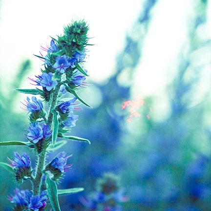 Summer flower photo - Blue Twilight - 8x8 Fine Art Print - soft macro floral photography home decor