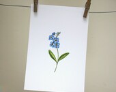 Forget Me Not Original Art Print