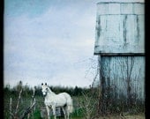 White Horse, standing in a field next to a barn with a soft blue dusk sky