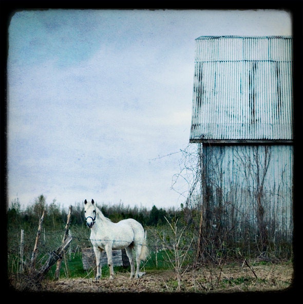 White Horse, standing in a field next to a barn with a soft blue dusk sky