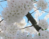 Spring Blossoms photograph 8x10 fine art white flowers spring Easter blue sky wall decor
