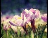 Blooming Crocuses - 8x8 Fine Art Print - Nature Photography - Flower TTV - Say It With Flowers - TFTeam - Flower Photograph