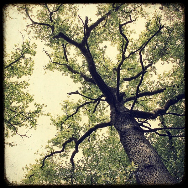 Arbre du Voyageur - 8x8 Fine art Print - Nature Photography - For Tree Lovers - Etsy Wall Art - TFTeam