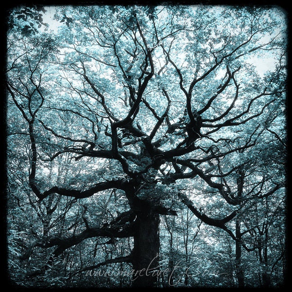 Le Chêne des Hindrés - 8x8 Fine art Print  - Nature Photography - For Tree Lovers - Etsy Wall Art - TFTeam