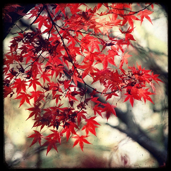 Erable du Japon - 8x8 Fine Art Print - Nature Photography - Red White TTV - For Tree Lovers - Etsy Wall Art - TFTeam