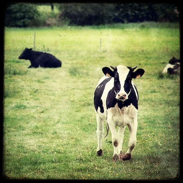La Vache dans le Pré - 8x8 Fine Art Print - Animal Photography - Etsy Wall Art - TFTeam