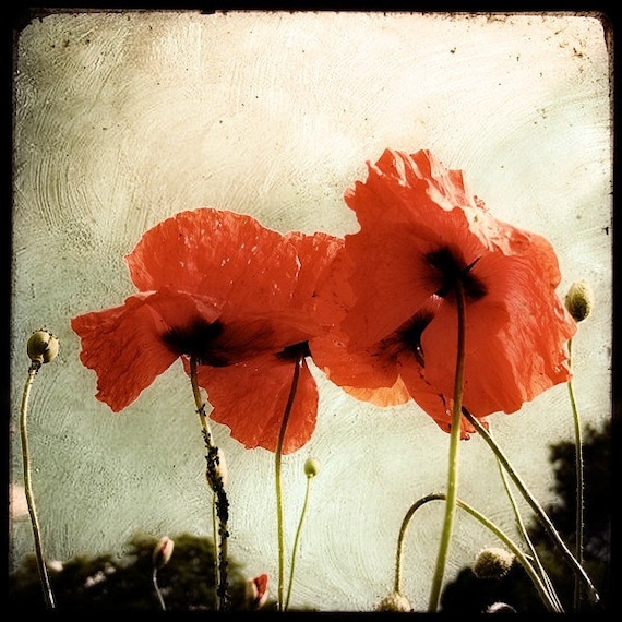 Les Coquelicots - 8x8 Fine Art print - Nature Photography - Beige Red TTV - Say It With Flowers - Etsy Wall Art - TFTeam - Flower Photograph