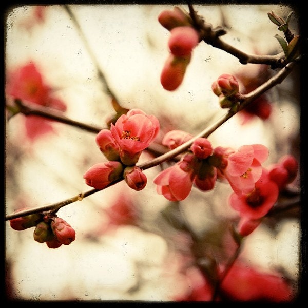Red Blossom - 8x8 Fine Art Print - Nature Photography - Red White TTV - Say It With Flowers - Etsy Wall Art - TFTeam - Flower Photograph