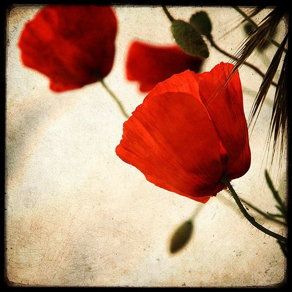 Poppies Forever - 8x8 Fine Art Print - Nature Photography - poppy TTV - Say It With Flowers - Etsy Wall Art - TFTeam - Flower Photograph