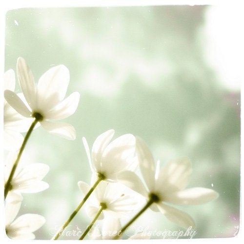 Fleurs Delicates 02 - 8x8 Fine Art Print - Nature Photography - For Nature Lovers - Etsy Wall Art - TFTeam - Flower Photograph