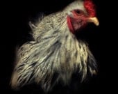 Rooster Kitchen Decor Art Farm chicken Animal Photography 8x8 Print - A Crown of Red