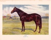 Horse - Antique Color Plate from 1906 Encyclopedia
