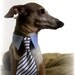 Medium / Small Dog Collar with Dog Bow Tie and Neck Tie - White and Blue Nautical Stripes