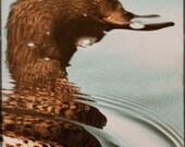 Nature Photo, Brown Mallard Duck, Water Reflect Ripples, 8x10 fine art print, brown, taupe