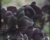 Fine art print, Nature Photo, Black Pansy Flowers, 8x8, Nature Photography, Garden Pansy, Dark Flowers, goth, Ebony, Coal,