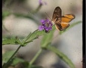TTV Photograph, Butterfly Photo, Nature Photography, 8x8 Fine Art Print, Burnt Orange, Persimmon, Purple Flower, Aubergine
