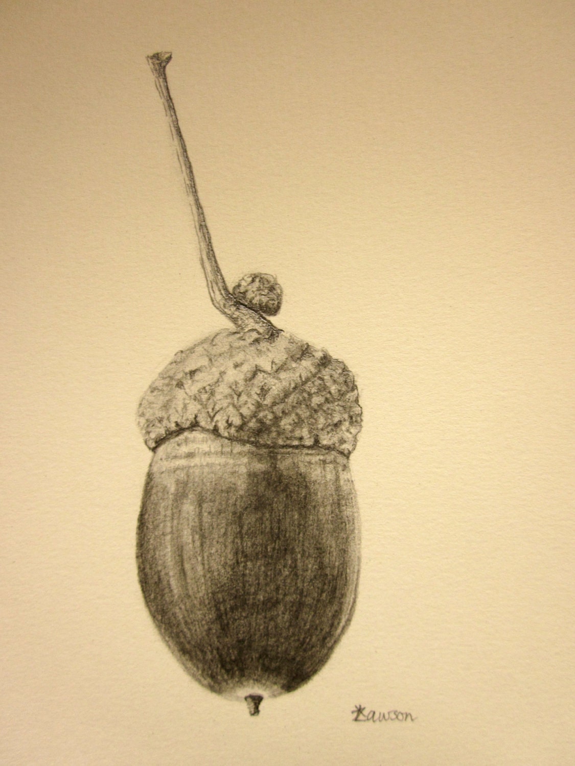 Acorn -- original pencil drawing